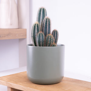 Odile's Blue Cactus - Indoor Plant