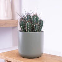 Toothpick Cactus