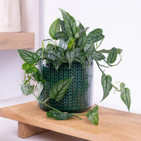 Monstera | Siltepecana