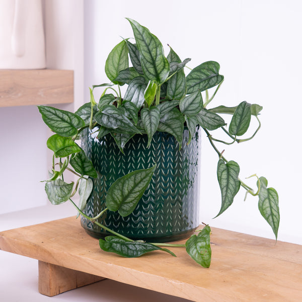monstero plant Monstera Borsigiana Variegata Albo (Mature Mother Plant) Low Variegation main image 0