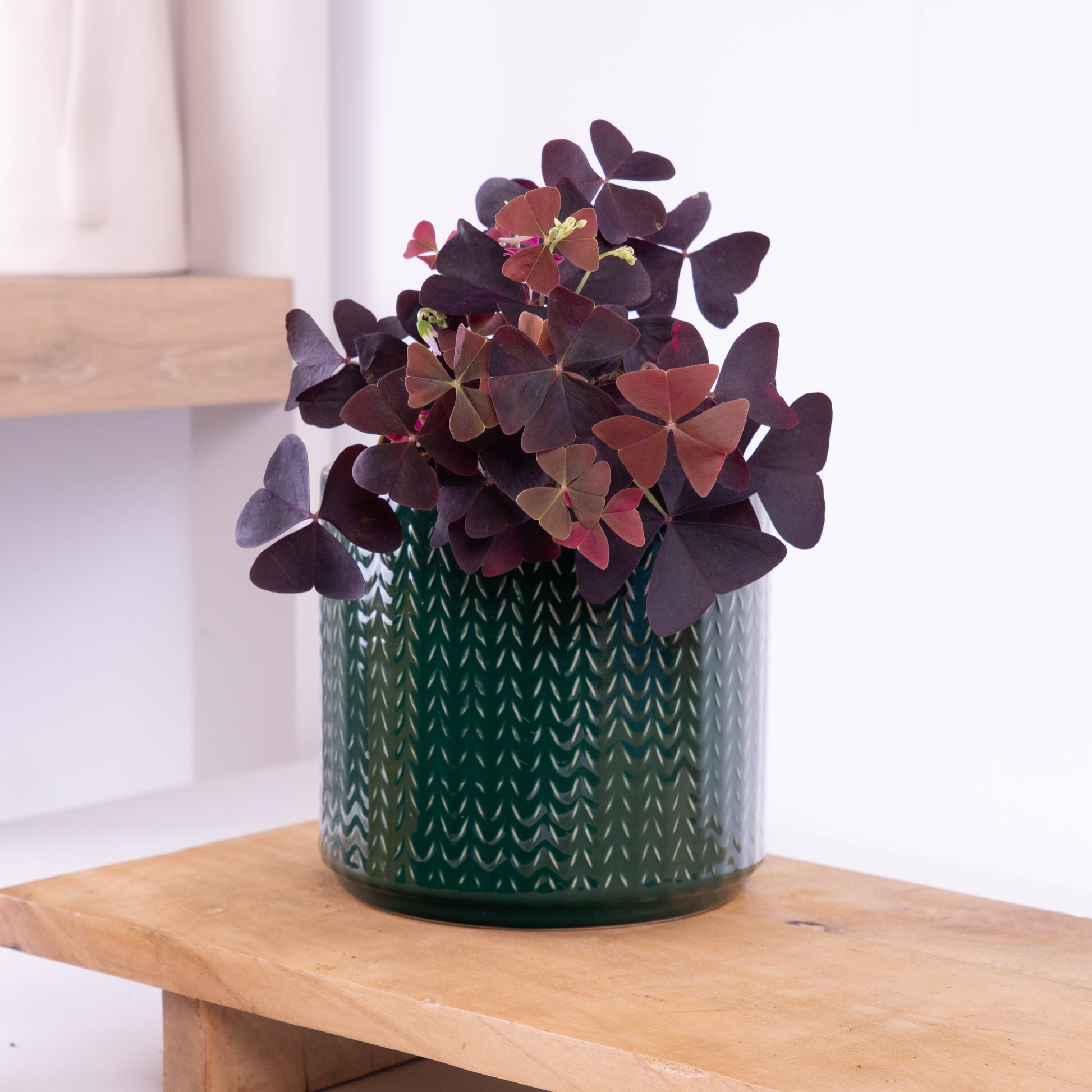 false shamrock house plant False Shamrock | Purple