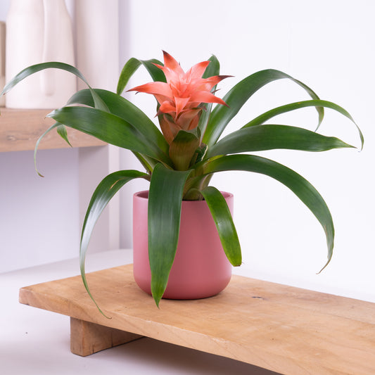 Bromeliad | Guzmania | Melissa | Christmas Gifts