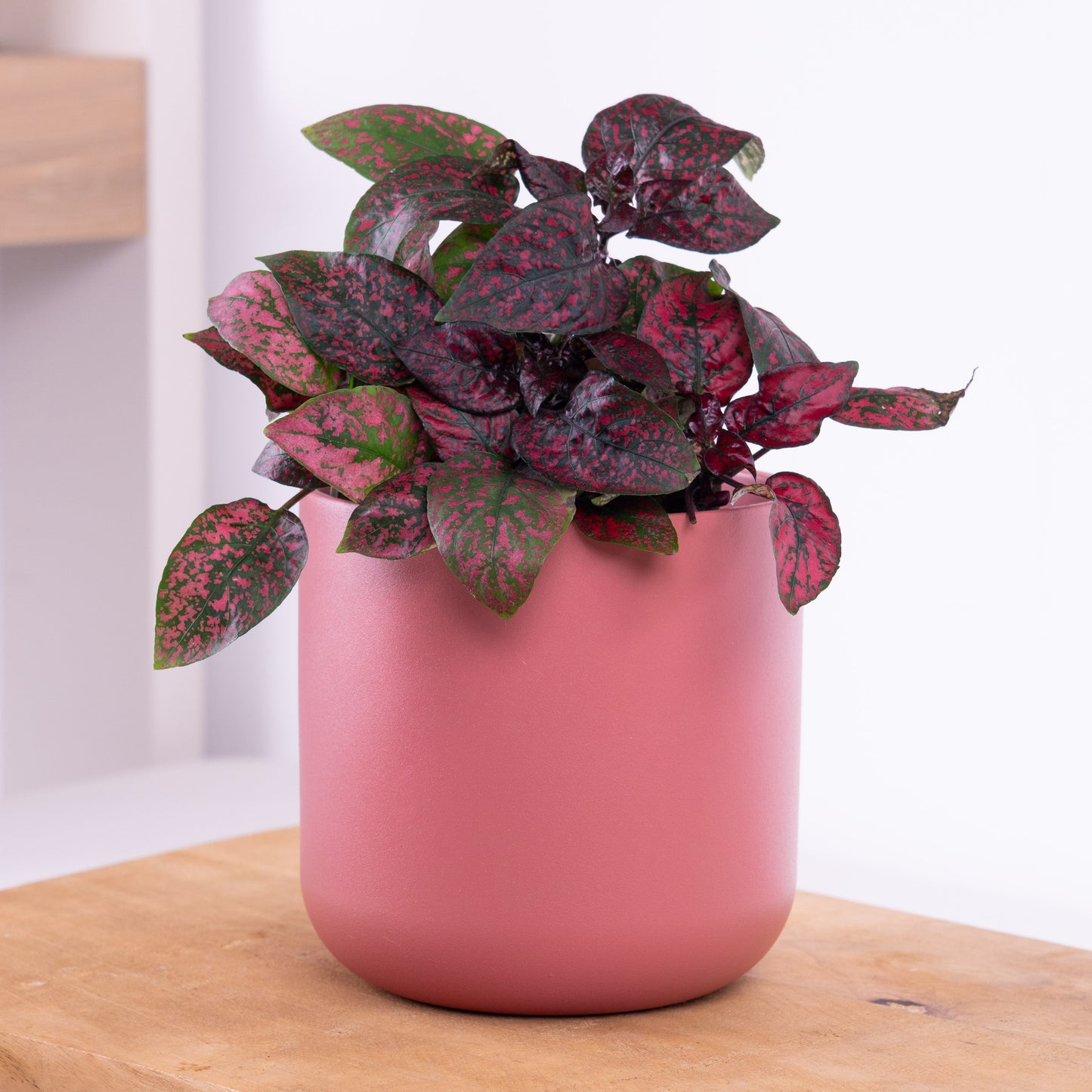 Polka Dot Plant | Red