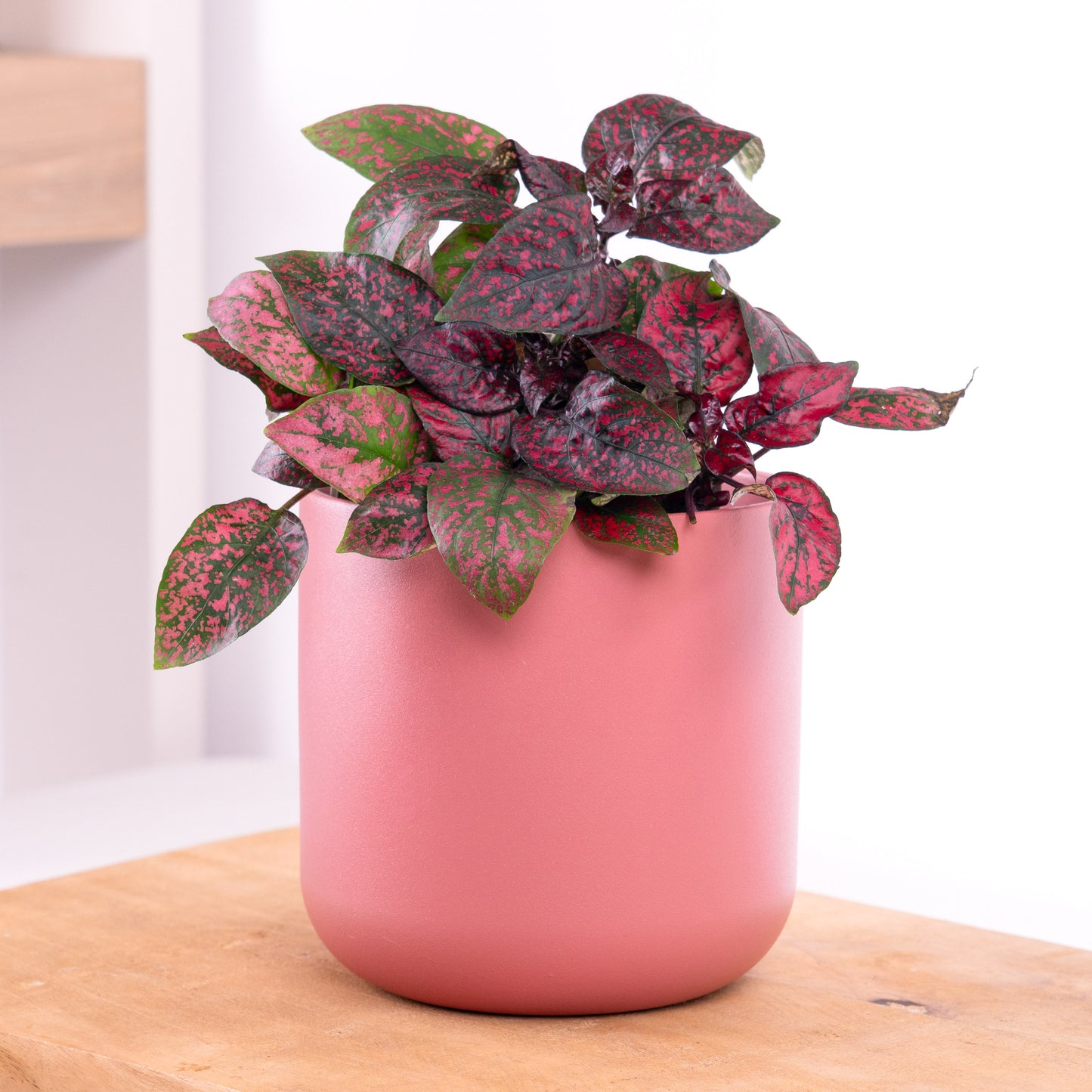 Polka Dot Plant | Red