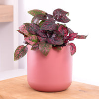 Polka Dot Plant | Red