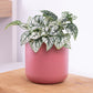 Polka Dot Plant | White