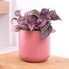 Polka Dot Plant | Hot Pink