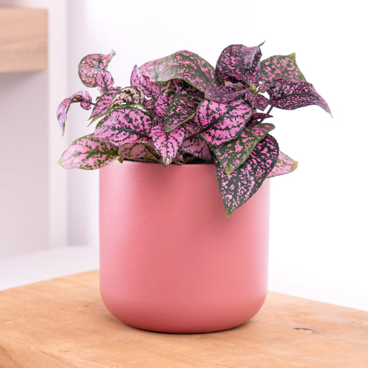 Polka Dot Plant | Hot Pink | 