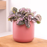 Pink potted plant on a wooden surface with a white background