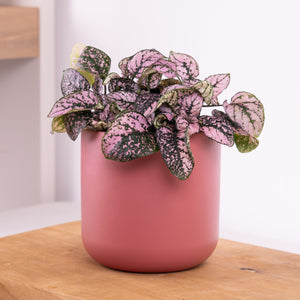 Polka Dot Plant | Pink - Indoor Plant