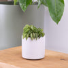 Peperomia | Firesparks