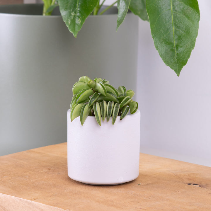 Peperomia | Firesparks