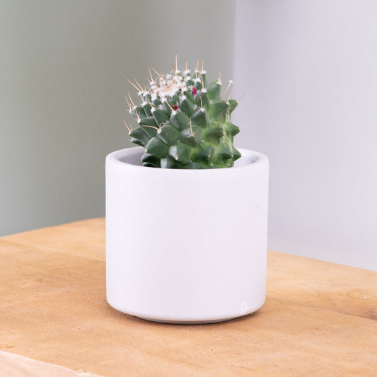 Pincushion Toluca | Products