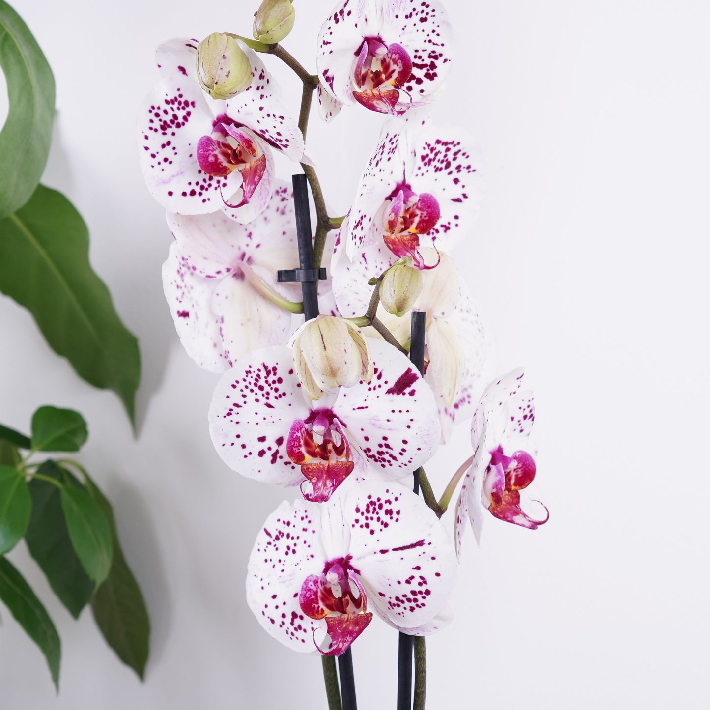 Phalaenopsis Orchid | Calypso