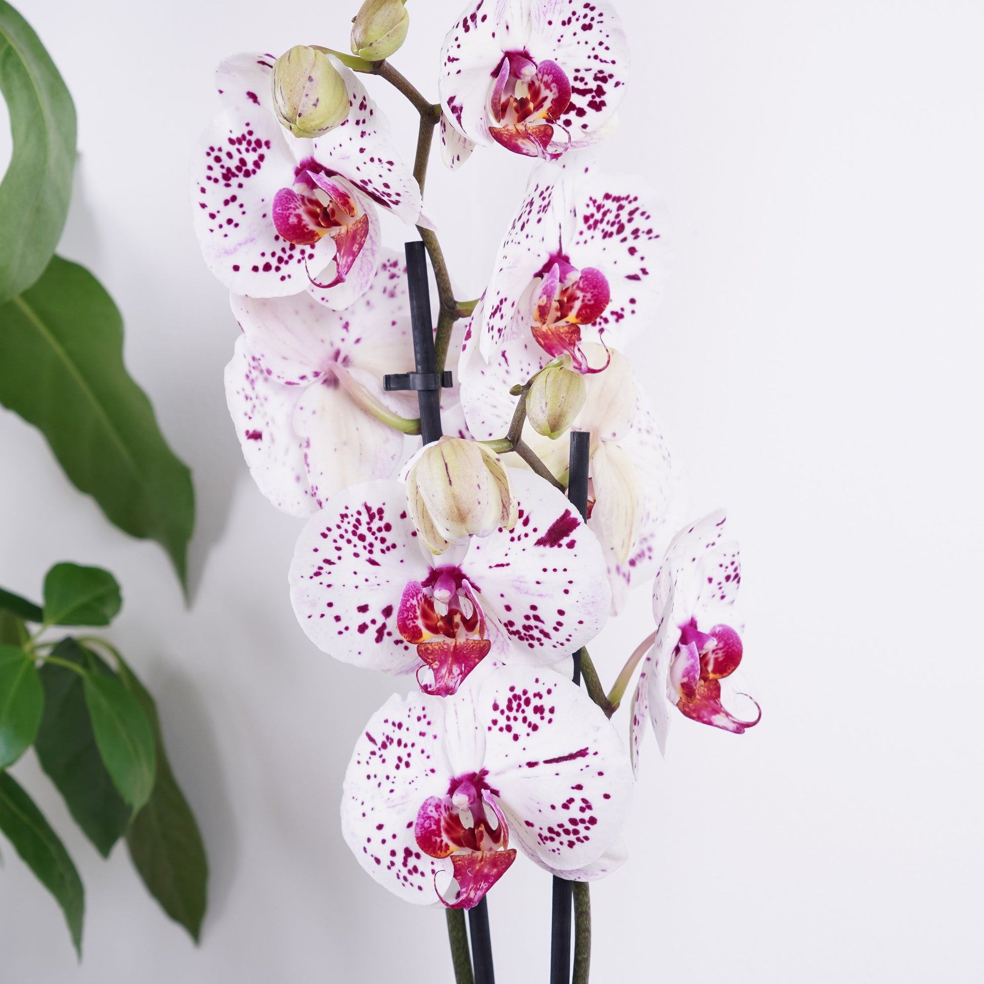 Phalaenopsis Orchid | Calypso