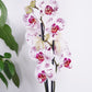 Phalaenopsis Orchid | Calypso