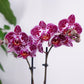 Phalaenopsis Orchid | Cadiz