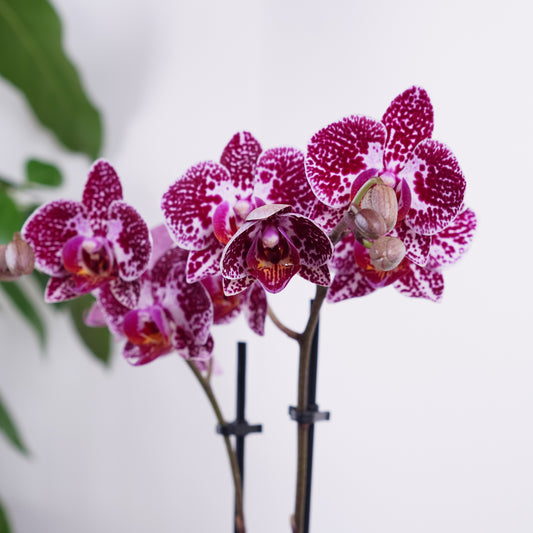 Phalaenopsis Orchid | Cadiz | Indoor Plants