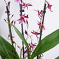 Oncidium Orchid | Katarina