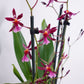 Oncidium Orchid | Katarina