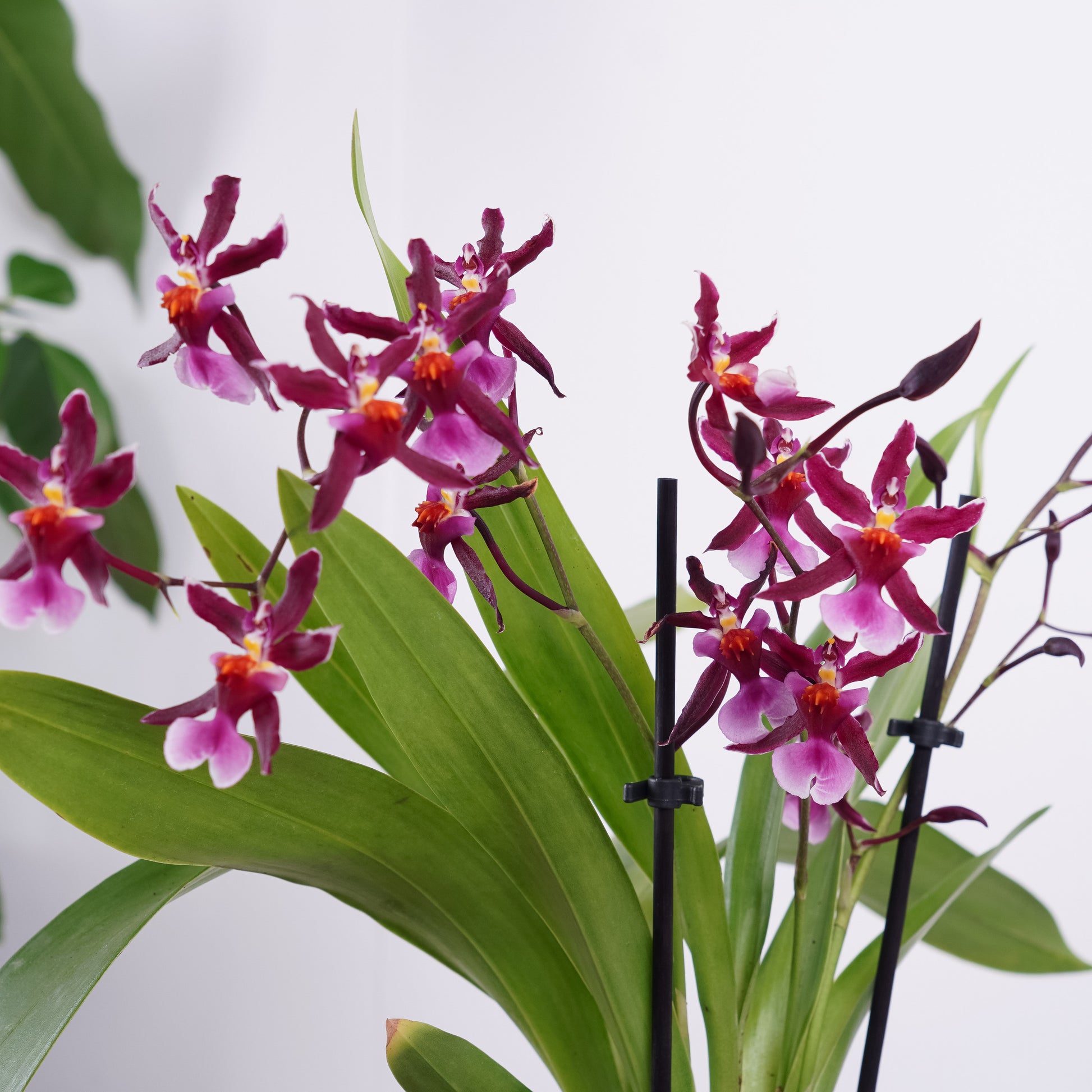 Oncidium Orchid | Katarina