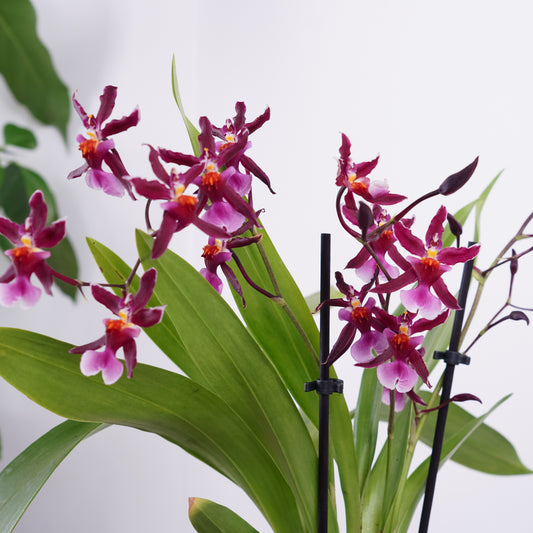 Oncidium Orchid | Katarina | Easy Care Houseplants