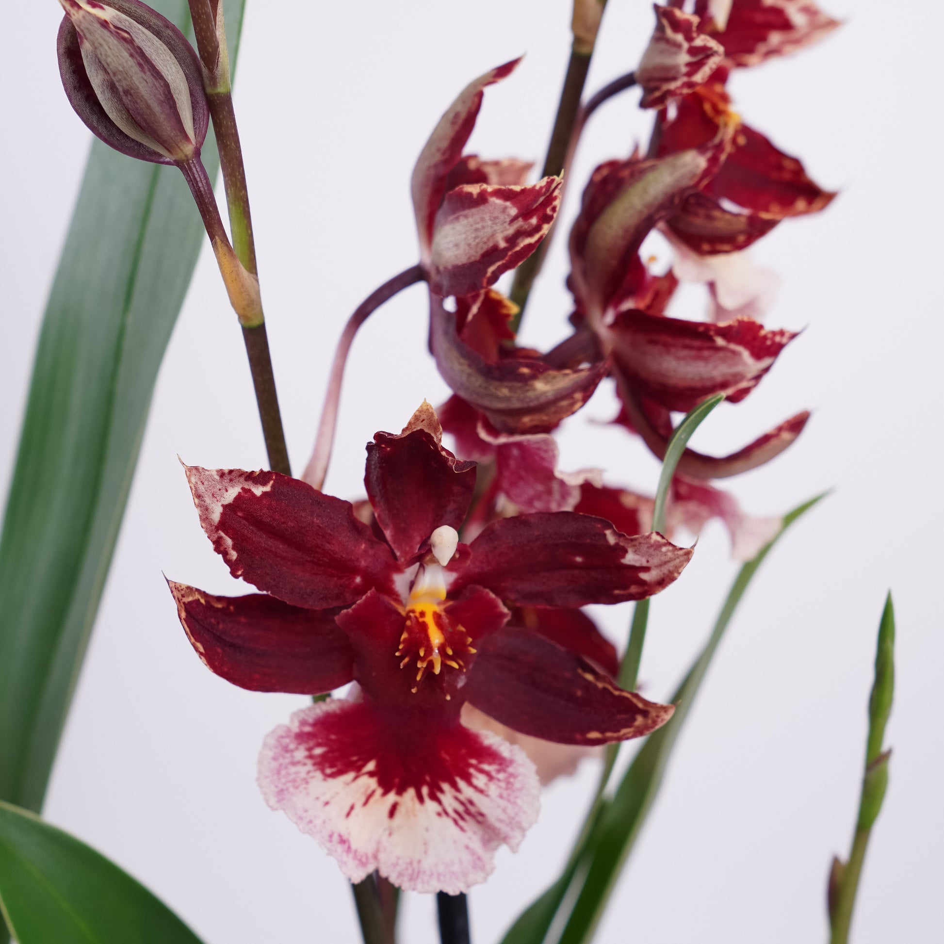 Cambria Orchid | Regal