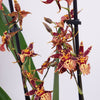 Butterfly Orchid | Titanium Orange
