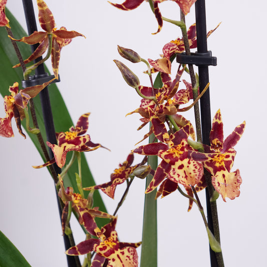 Butterfly Orchid | Titanium Orange | 