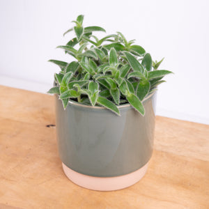 Wandering Dude | White Velvet | Hard To Find - Indoor Plant