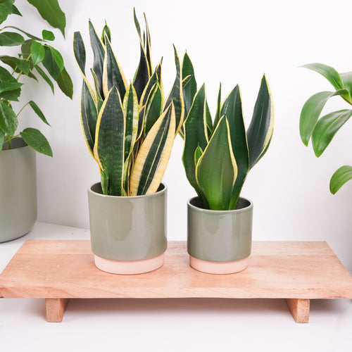 Snake Plant | Black Gold