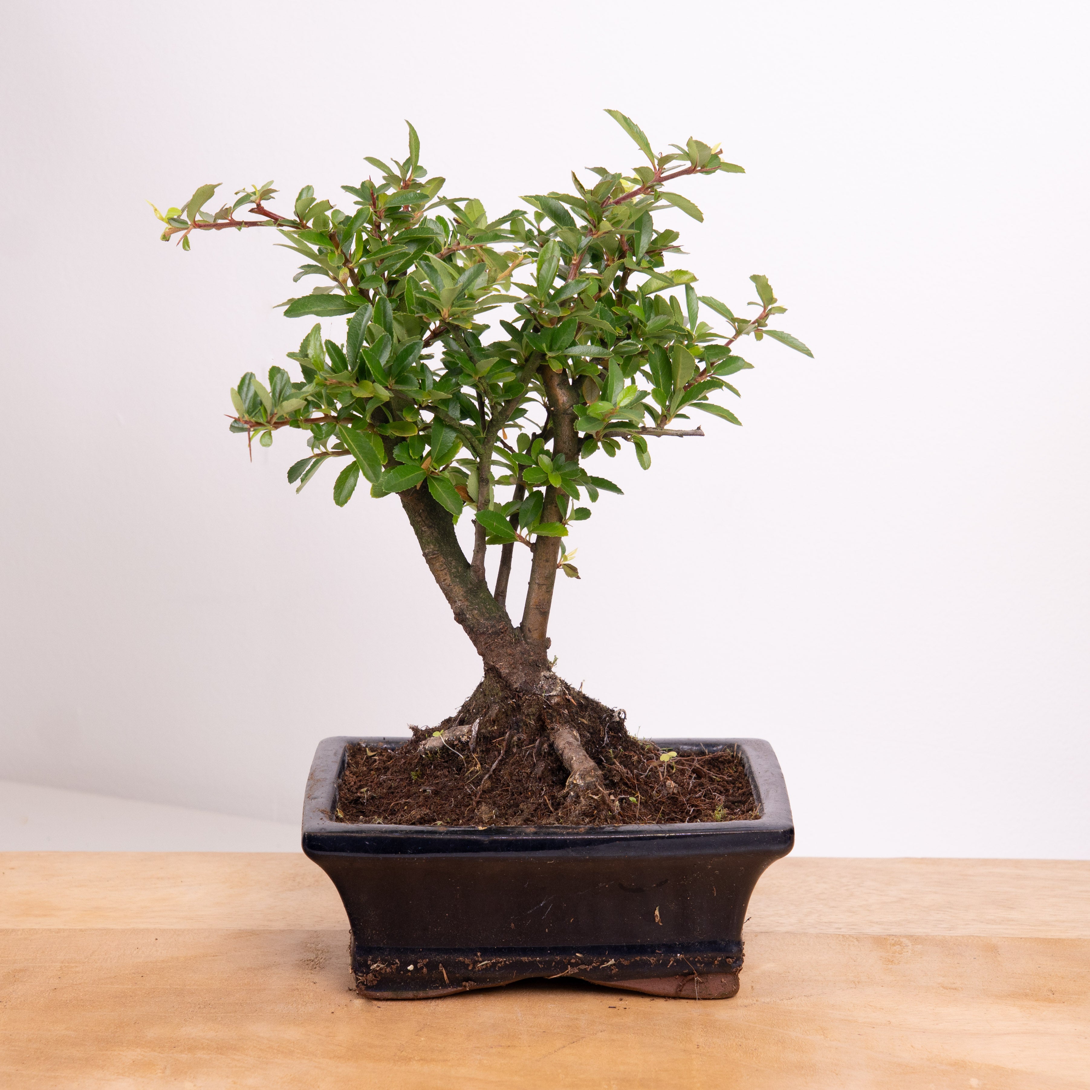 szechuan pepper bonsai Sichuan Pepper | Bonsai