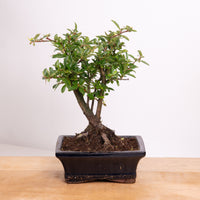 Pyracantha | Bonsai