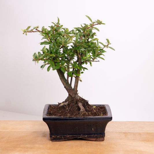 Pyracantha | Bonsai | Easy Care Houseplants