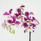 Phalaenopsis Orchid | Funky Marrakech