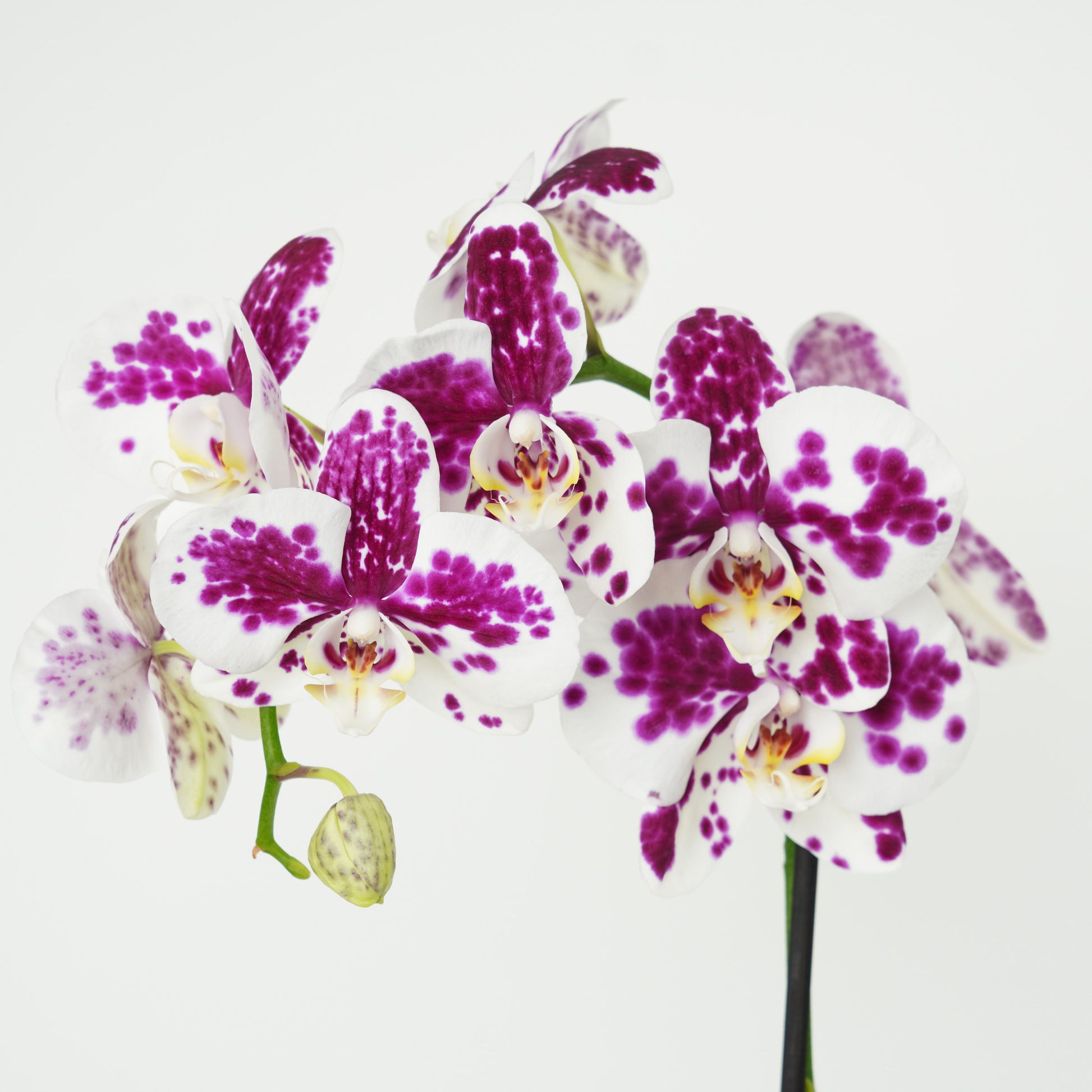 Phalaenopsis Orchid | Funky Marrakech