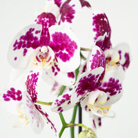 Phalaenopsis Orchid | Funky Marrakech