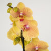 Phalaenopsis Orchid | Berry Pudding
