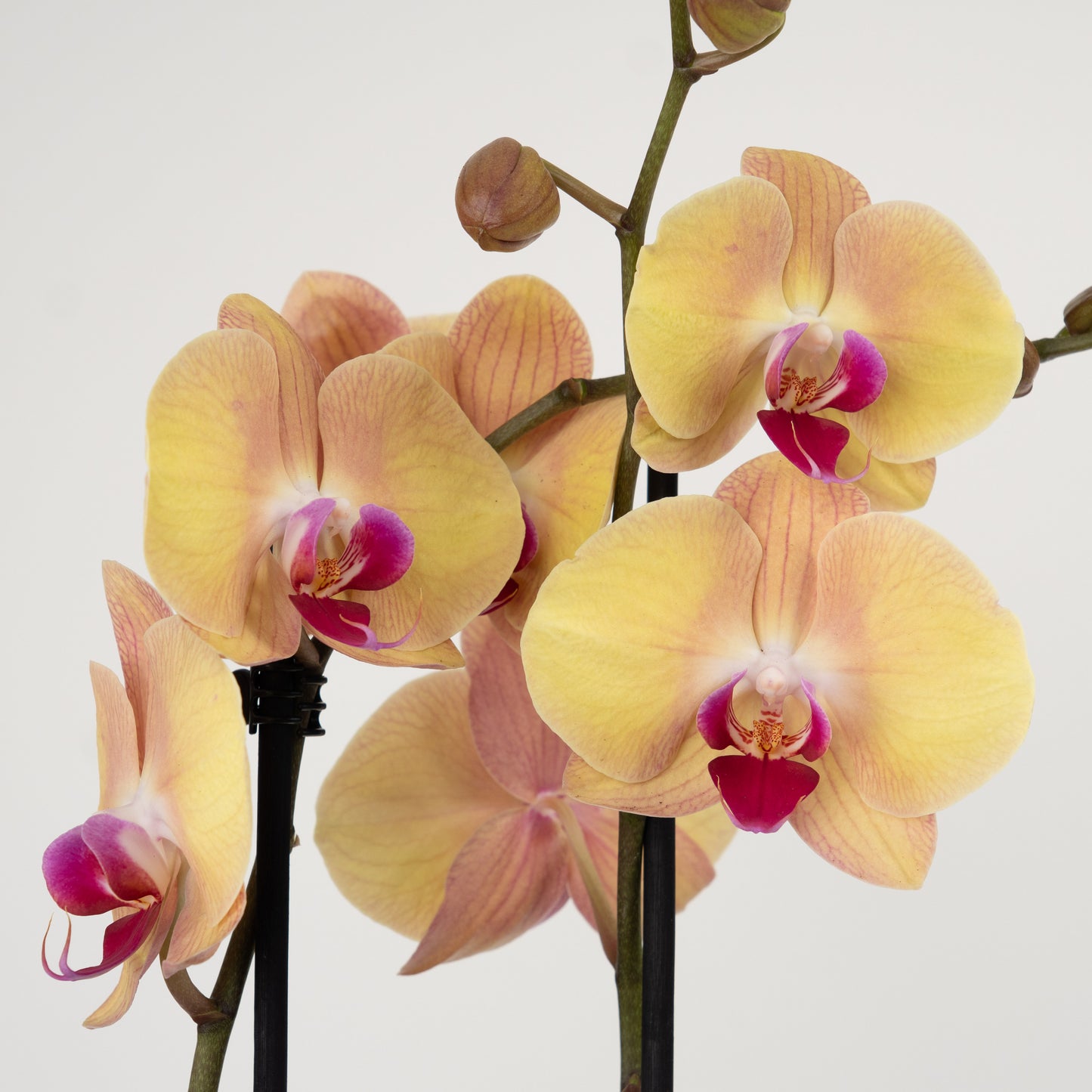 Phalaenopsis Orchid | Lion King
