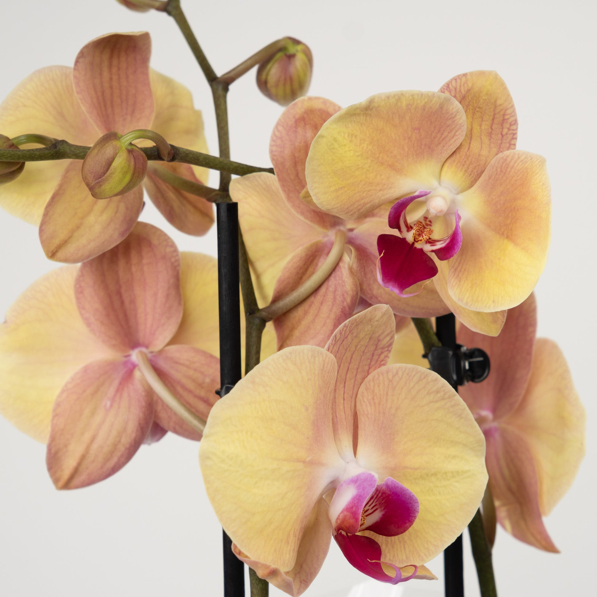 Phalaenopsis Orchid | Lion King