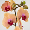 Phalaenopsis Orchid | Caribbean Dream