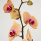 Phalaenopsis Orchid | Caribbean Dream