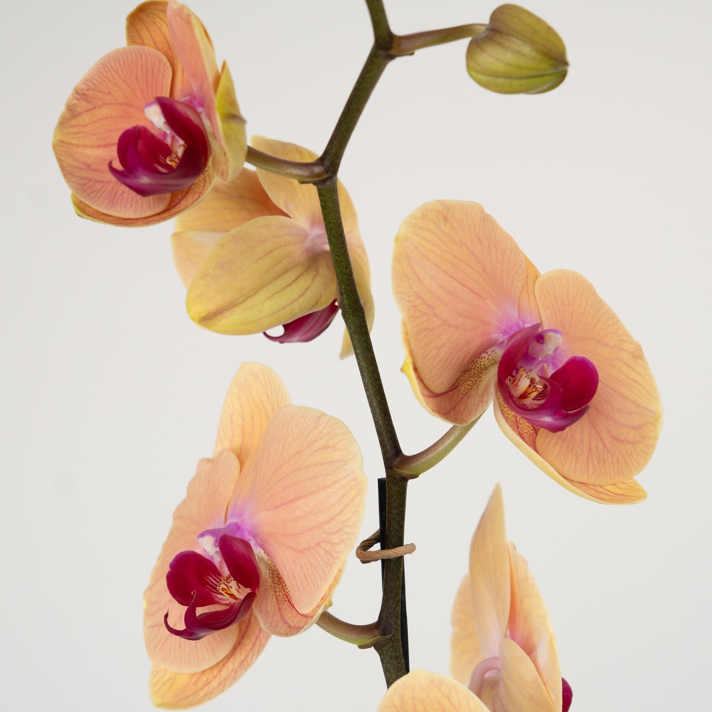 Phalaenopsis Orchid | Caribbean Dream