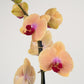 Phalaenopsis Orchid | Caribbean Dream