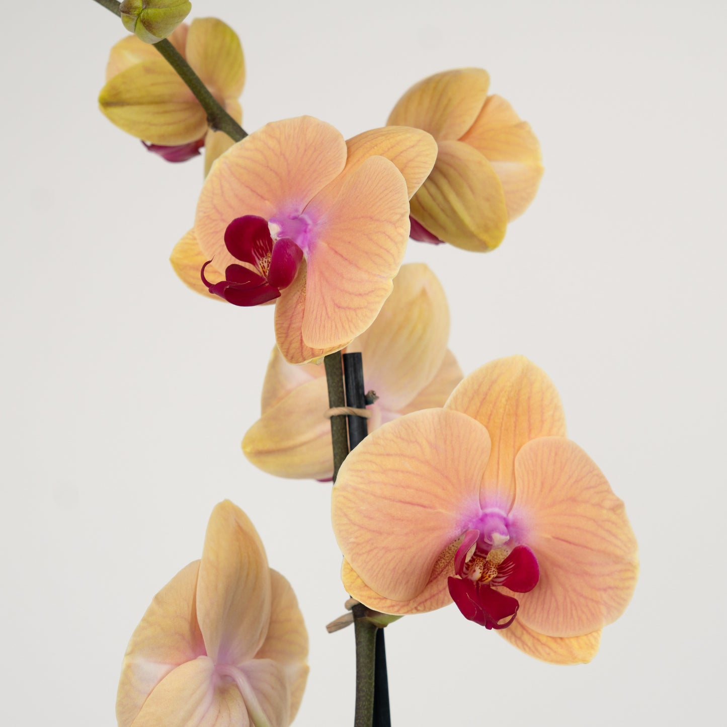 Phalaenopsis Orchid | Caribbean Dream