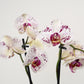 Phalaenopsis Orchid | Calypso