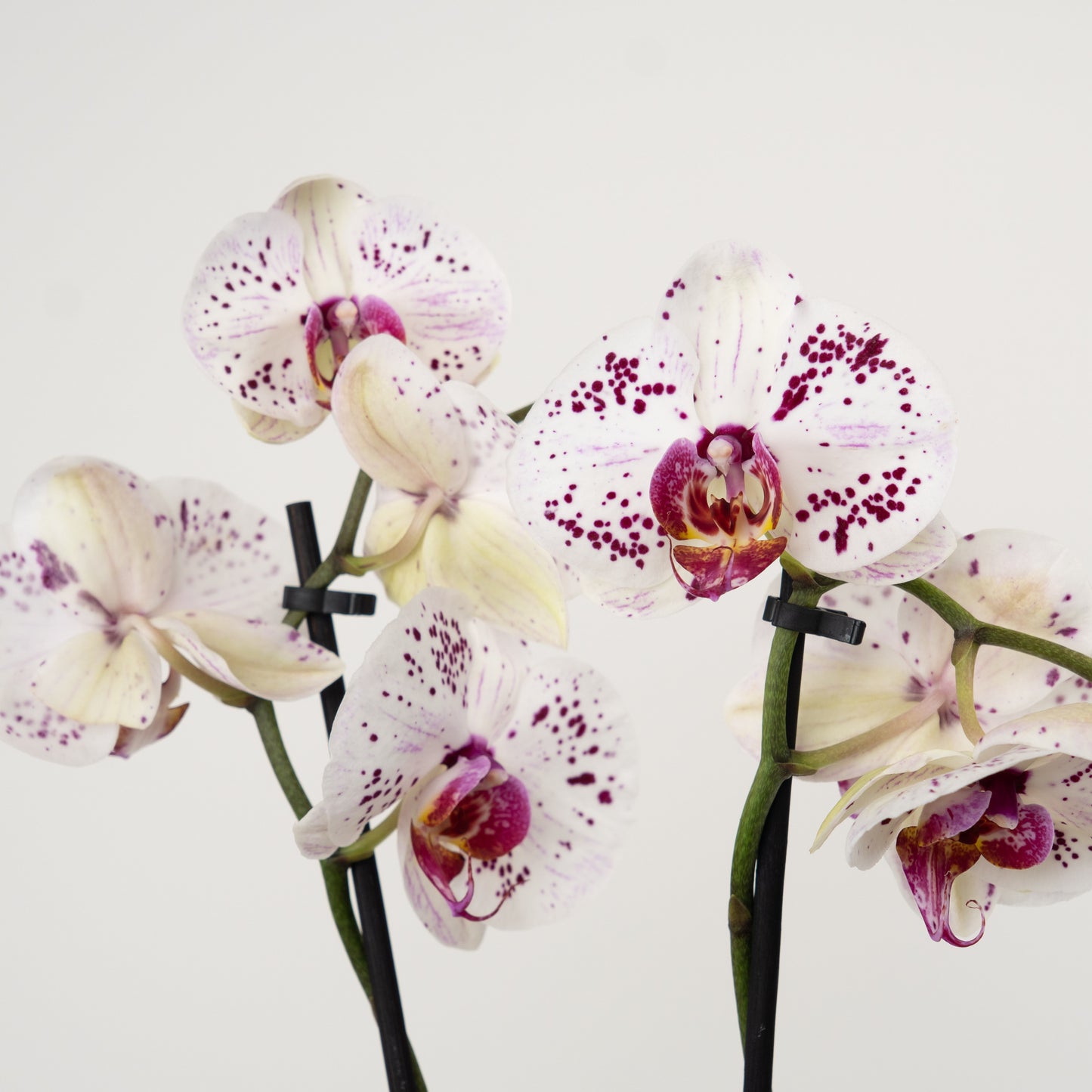 Phalaenopsis Orchid | Calypso