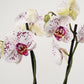 Phalaenopsis Orchid | Calypso