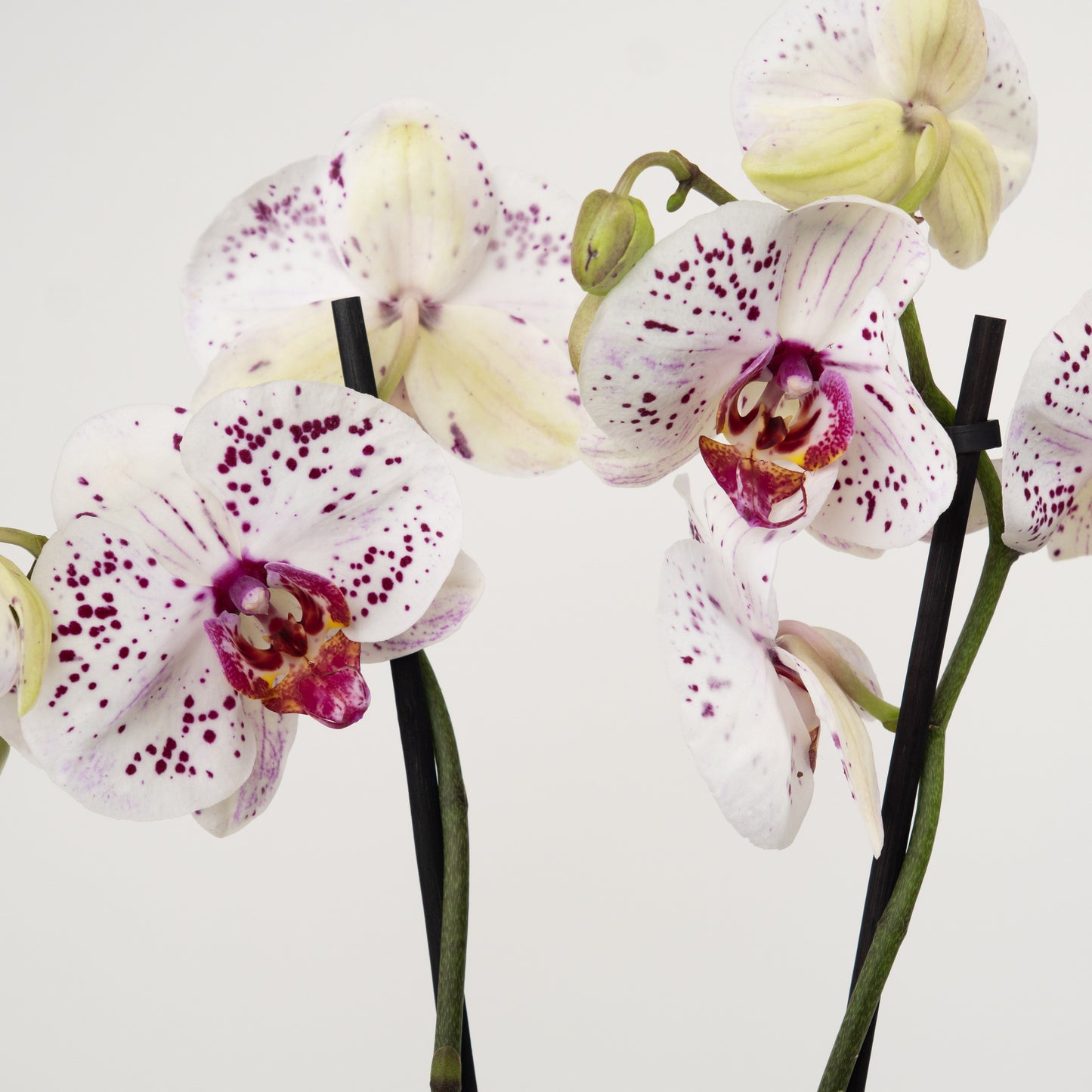 Phalaenopsis Orchid | Calypso