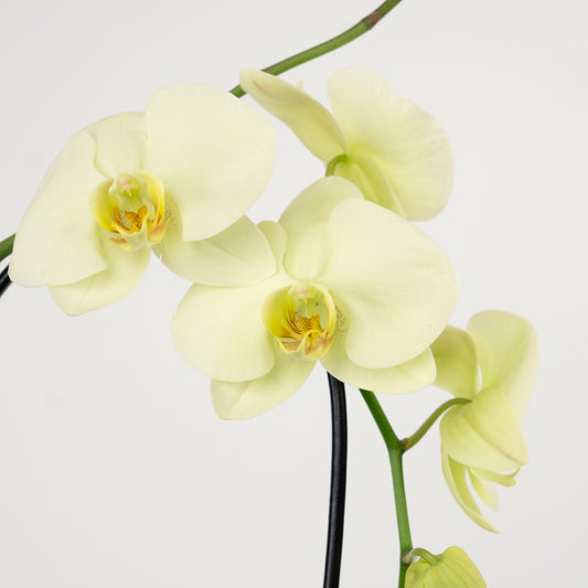 Phalaenopsis Orchid | Mint | Indoor Plants
